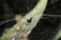 Cyrtophora_citricola_D3293_Z_75_Valle Gran Rey_Spanje